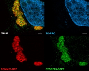 C2orf69 kolokalisiert mit dem mitochondrialen Protein TOMM20. (blau: Zellkern, rot: TOMM20, grün: C2orf69)